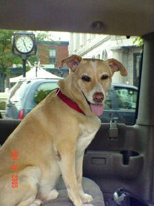BUCHANANFPC PHOTO (RENEGADE, SERVICE DOG, IN GETTYBURG, PA)