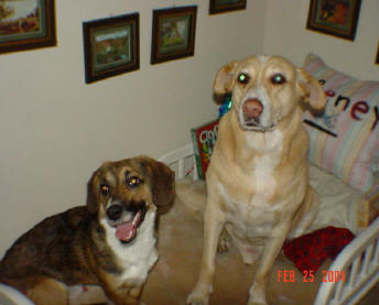 BUCHANANFPC PHOTO (RENEGADE AND RUFUSS, CANINE FRIENDS)