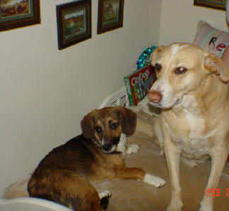 BUCHANANFPC PHOTO (RENEGADE AND RUFUSS, CANINE FRIENDS)